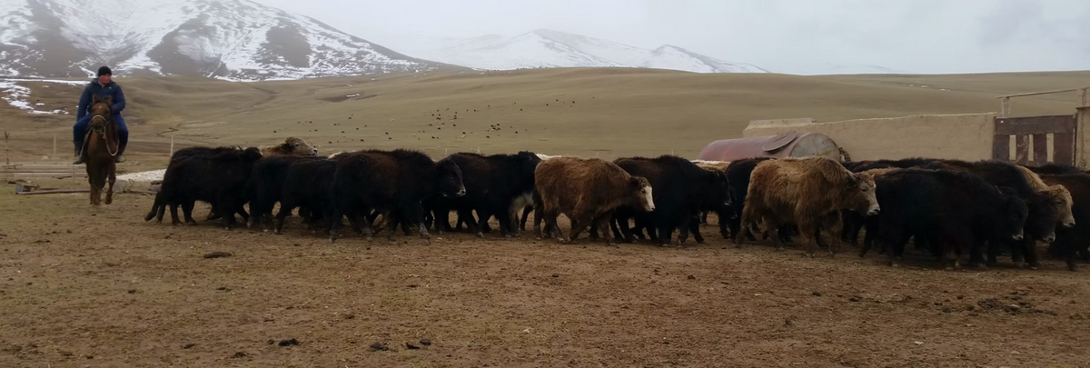 Weidende Herde auf einer Hochebene in Kirgistan